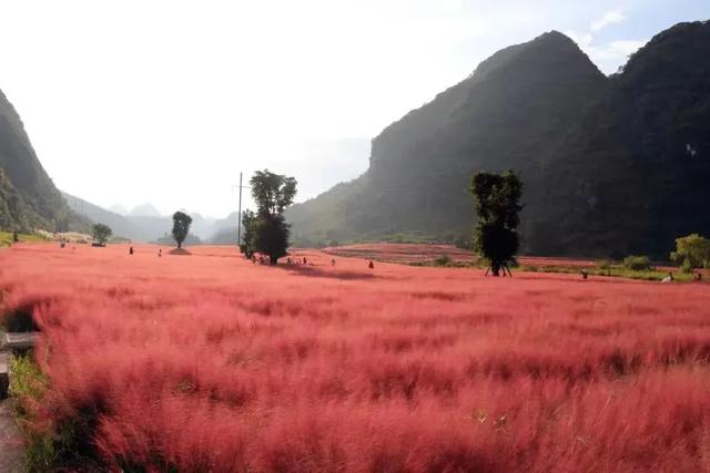 乡游黔中 · 长顺县 付家院村丨金菊翻浪映秋色,品味沉淀的时光