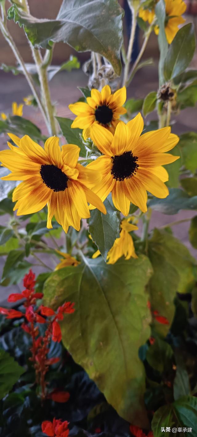 续游武汉江汉路步行街