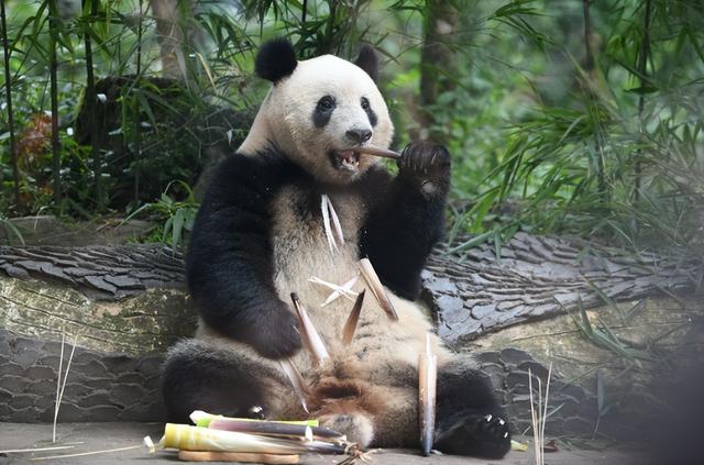 没有回旋余地，中国下令直接收回，17万日本人泪奔，高市闯祸了！