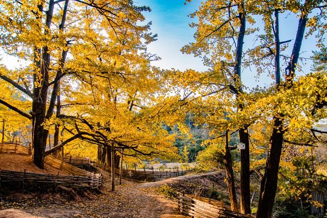 广州秋游封神路线！红叶、银、禅意，3条宝藏线承包你的秋日浪漫