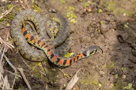 沧州常见蛇类有五种，如被咬伤怎么办图片