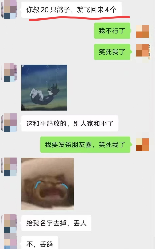 笑不活了！九三阅兵结束后鸽子走失，网友：你叔家20只 就回来4个