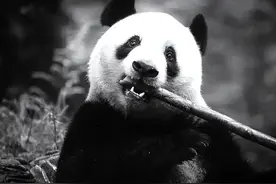 探望大熊猫“香香” 日本记者迷上雅安图片