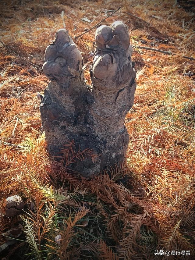 落羽杉树下的神奇造像