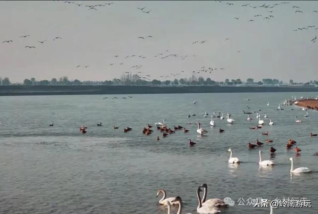 西安出发1.5小时,渭南北拾村上千只白天鹅在等你,内附详细攻略