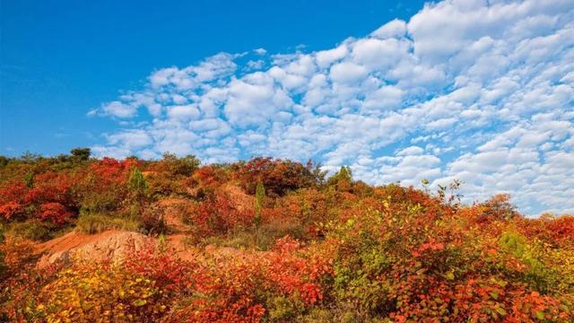 秋深景更美!运城最绚烂时刻到了!
