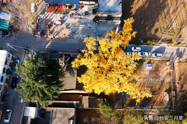 天子峪口，百塔寺的古银杏