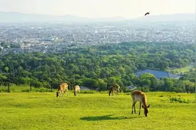 第一次去日本 ! 请收好这份保姆级攻略指南图片