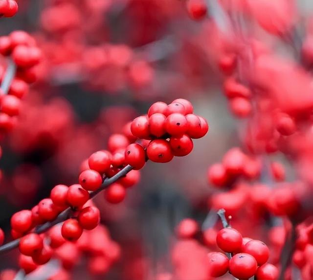 冬日晴好，九龙花木太出片了！