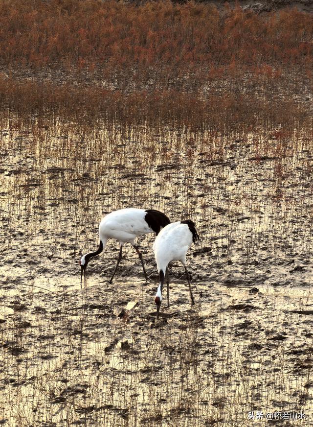 2025辽宁赏秋之旅日记(6)——到辽河口中国最北海岸线看日出 观鸟