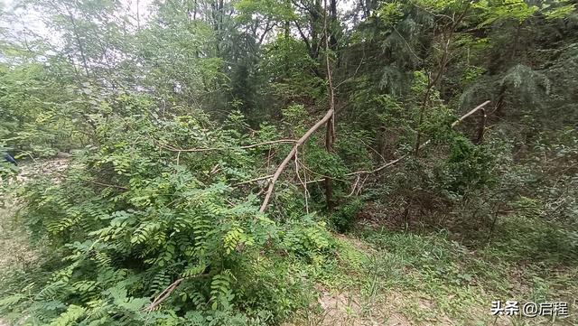到青华山看千年卧佛，一路上垃圾随处可见