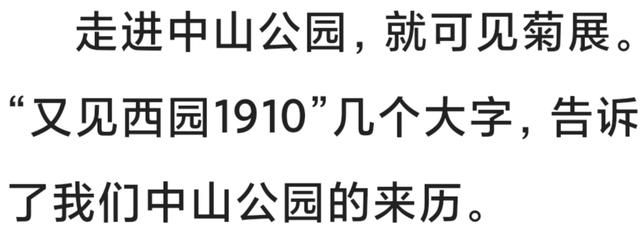 中山公园的菊花