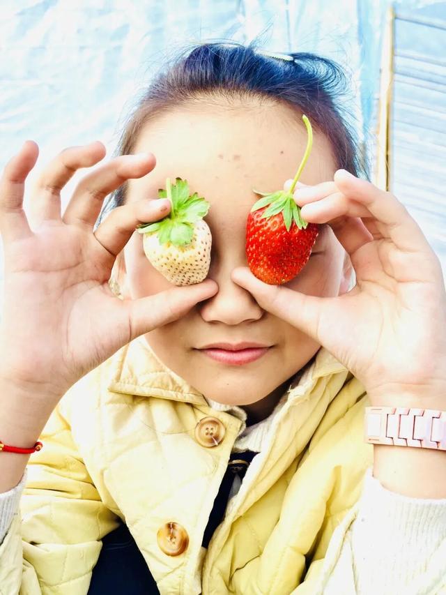 周末去哪？在安陆，实现“草莓自由”！