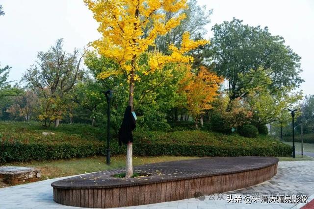 陕西渭南：人民公园银杏林色彩纷呈 祥和美丽 秋色宜人