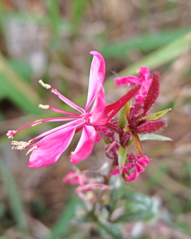 繁花似锦的秋天