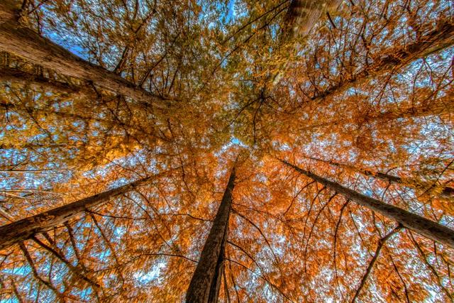 红叶漫山涧！来汉江源，邂逅一抹绝色秋光