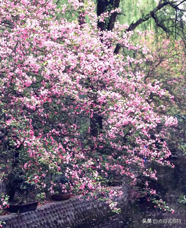 成都大爆款赏花地，垂丝海棠粉色瀑布，超级壮观，地铁直达！