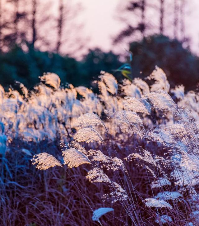 此时的太仓，美到心尖上！