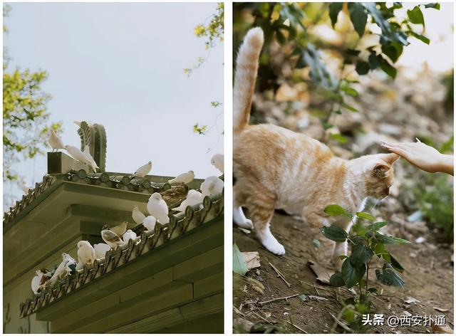 上一个晴天，为你“抢收”了5片金灿灿的桂花