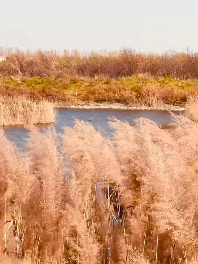 芦花飞雪！比人高+多机位！青岛氛围感芦苇荡初冬打卡地