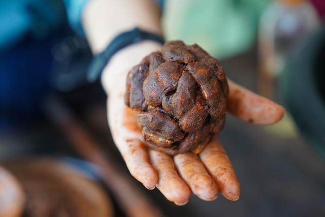 兰纳水灯节疗愈之旅，泰国清道大象训练中心｜和大象做朋友的一天