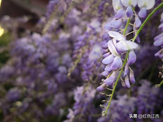 紫藤飞瀑映古楼！宜春多胜楼绘就春日醉美文旅画卷