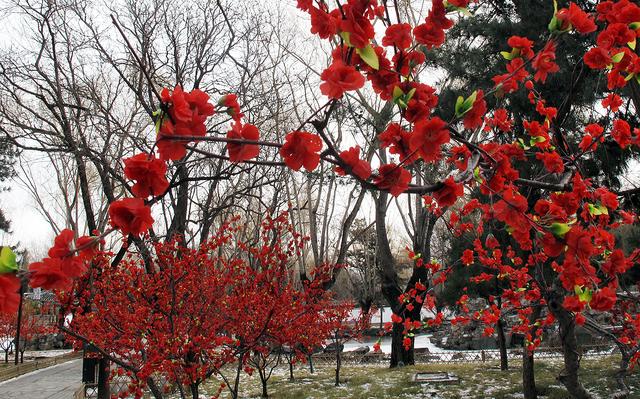 北京大观园“梅花”提早绽放 古风新春景致惊艳亮相