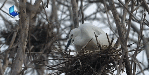 12号播出！央视新片推荐了深圳光明这里！