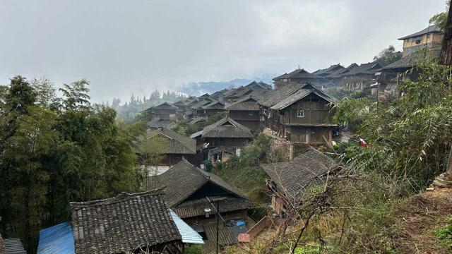 到贵州岜沙苗寨去看油菜花