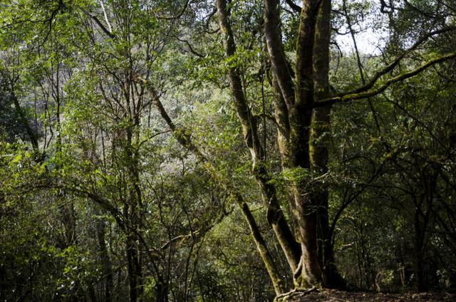 散文 | 梁 平：遥远的哀牢山