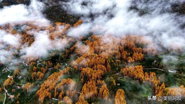汶川县卧龙2025年彩林季系列活动正式启幕