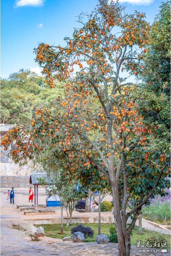 旅居云南·昆明好在（二十八）避寒游邂逅春城美
