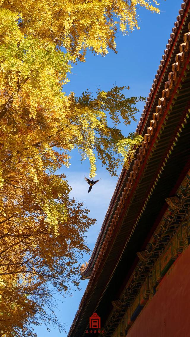 故宫四季美景一览，震撼高清美图预警！