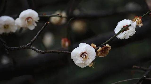 淮阳森林公园 · 梅园——花开正浓，香气四溢