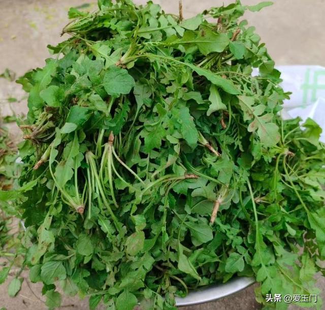 冬天，这菜使劲吃！一解毒，二对眼睛好，三护肝，冬天包饺子真香