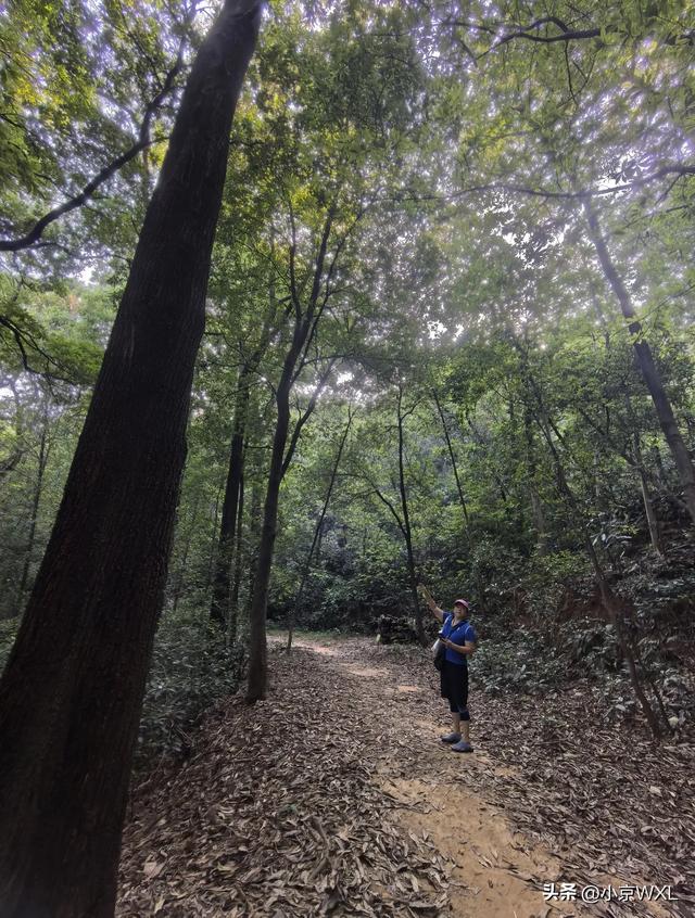 白云山首条森林康养径