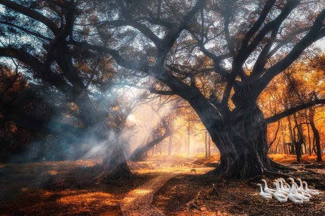 福建人私藏的红叶地图流出！这5个秘境让摄影师疯狂