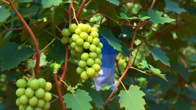 文化中国行丨祝阳镇的由来