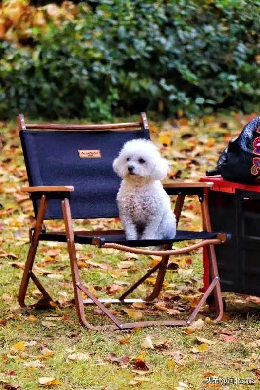 收藏！秦皇岛“银杏观赏地图”出炉，这八处胜地解锁璀璨深秋~