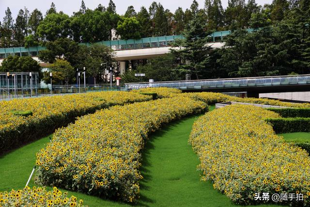 铁路上海南站南广场向日葵花海正值盛花期，乘客们的独有浪漫