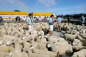 我与希普利总理的交往图片