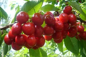 山东省樱桃种植第一市，第一县，第一镇图片