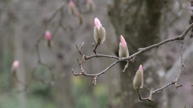 冬阳暖川北 青川县辛夷早绽报春来