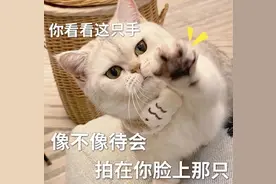 猫咪的一生有8个阶段，能走完最后一程，也算为圆满了！图片