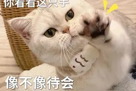 猫咪的一生有8个阶段，能走完最后一程，也算为圆满了！图片