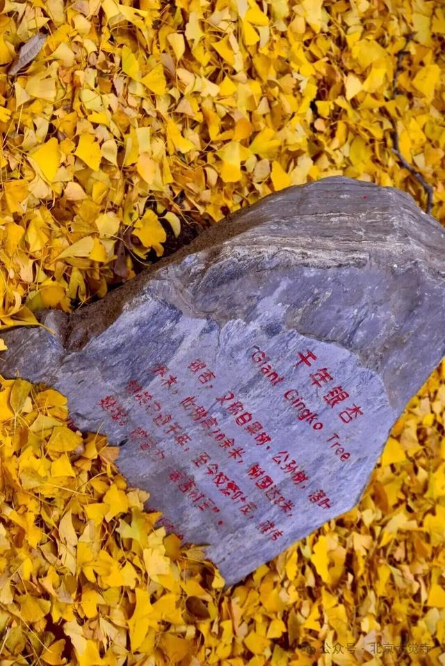 博物馆秋之旅｜本周安排！大觉寺银杏今日实况——