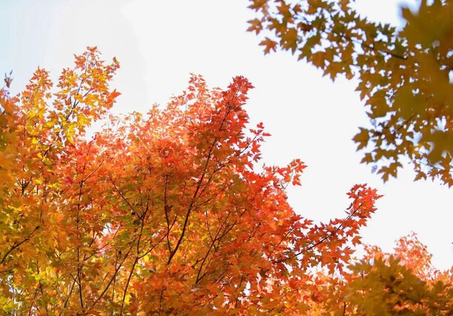 山景正宜人！青岛这里的山，已美到Next level