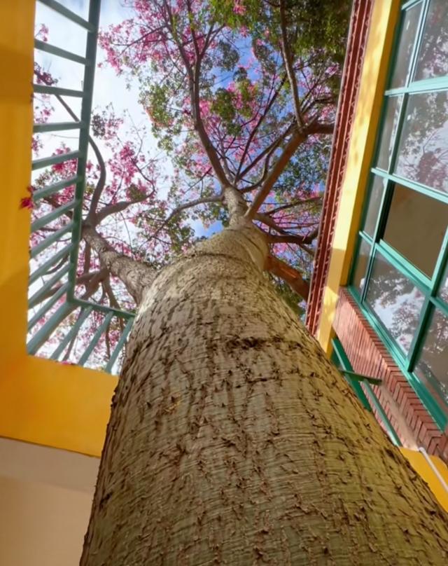 爆款打卡新地标！麻园米轨紫色异木棉盛开！藏在铁路遗址滇味浪漫