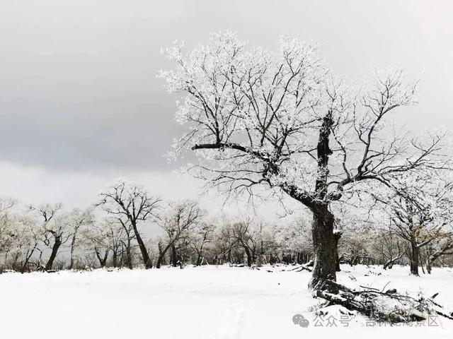 央视都来打卡！龙湾四方顶的玉树琼花，美成冰雪天花板