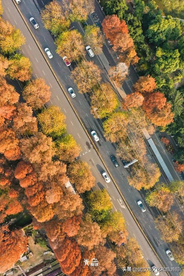 大降温后，青山最美冬景即将上线！